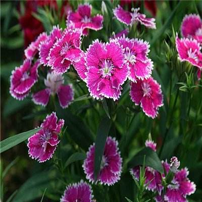 竞彩足球app官方