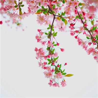 B体育手机版下载